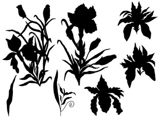 Silhouettes of Iris flowers. Iris branches with flower buds. Vector collection of Irises.