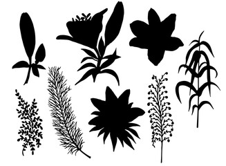 Silhouettes of Lyly flowers. Lily branches with flower buds. Vector collection of lilies.
