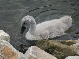baby schwan voll flauschig auf dem wasser, baby swan on the water