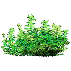 Ornamental green plant in the form of a hedge.Realistic garden shrub, seasonal bush, boxwood, tree crown bush foliage.For decorate of a park, a garden or a green fence.
