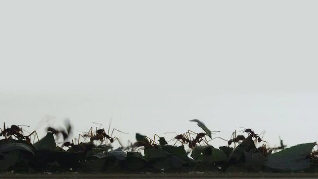 Many leafcutter ants carrying leaves, silhouettes isolated on white background