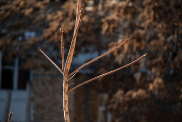 Bare tree branch autumn colors.