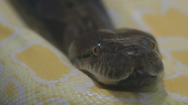 Close-up portrait of dark python head resting on white albino snake