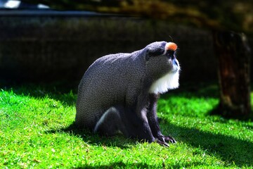 Debrazza's monkey sitting on the ground