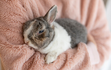 Naklejka premium old rabbit cuddled up in arms