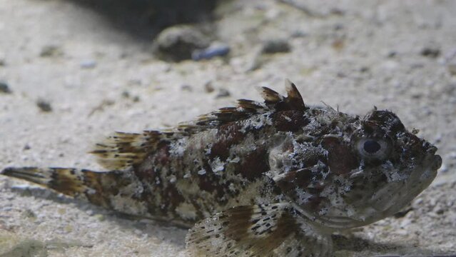 Close-up of tompot blenny fish (Parablennius gattorugine) on sandy seabed