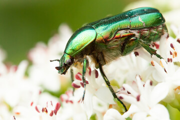 green rose chafer, cetonia aurata