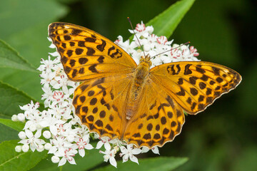  silver-washed fritillary (Argynnis paphia