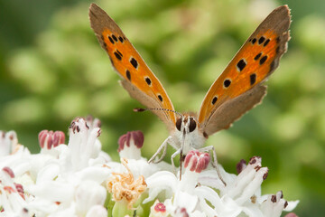 butterfly on flower,  large copper