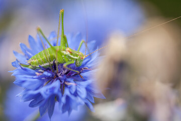 cricket on a cornflower