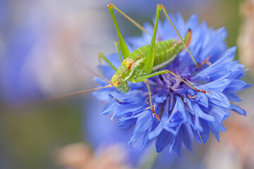 young sickle-bearing bush-cricket