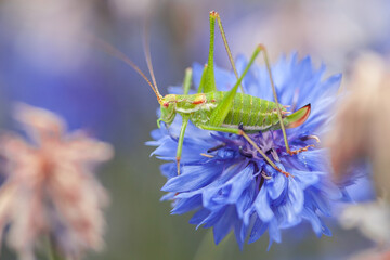 grasshopper on cornflower, young sickle-bearing bush-cricket