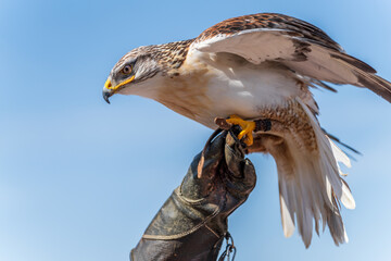 Espectacular white eagle over the falconers glove