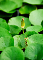  A lotus bud appears in front of a green leaf.