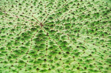 close-up of the texture of a green lotus leaf 