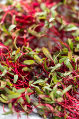 Radish microgreens