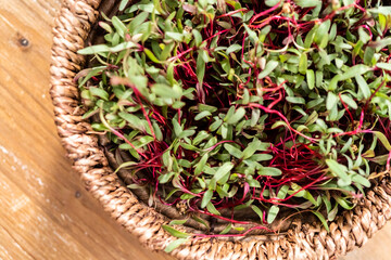 Radish microgreens