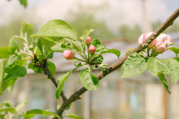 Blooming branch of apple tree in spring garden of country house on sunny day. rural scene