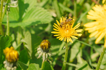 Honey bee collecting pollen on bright yellow dandelion flower