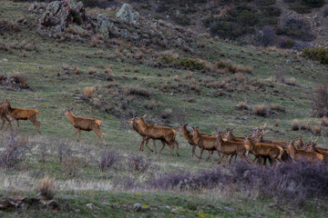 Sunset and deers in Capcir, Cerdagne, Pyrenees, France