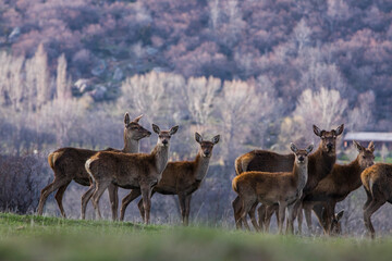 Sunset and deers in Capcir, Cerdagne, Pyrenees, France