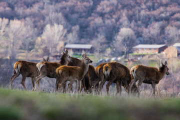 Sunset and deers in Capcir, Cerdagne, Pyrenees, France