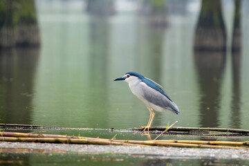 Beautiful standing Black-crowned Night-Heron (Nycticorax nycticorax)