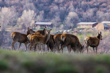 Sunset and deers in Capcir, Cerdagne, Pyrenees, France