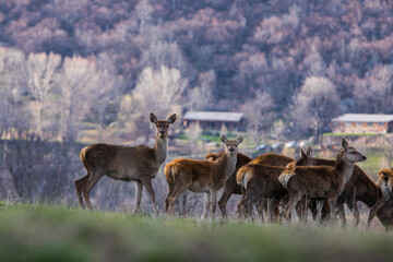 Naklejka na ściany i meble Sunset and deers in Capcir, Cerdagne, Pyrenees, France