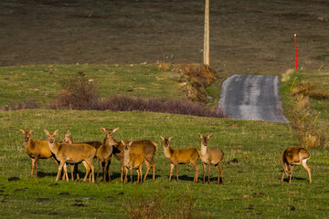 Sunset and deers in Capcir, Cerdagne, Pyrenees, France