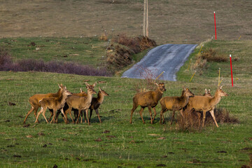 Sunset and deers in Capcir, Cerdagne, Pyrenees, France