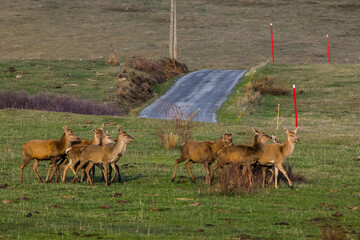 Sunset and deers in Capcir, Cerdagne, Pyrenees, France