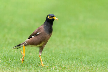 Beautiful common myna or Indian myna (Acridotheres tristis) walking in green grass