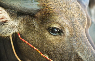   The Thai Buffalo Portrait, Close-up eyes and head