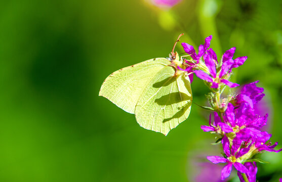 A yellow butterfly sits on a purple flower
