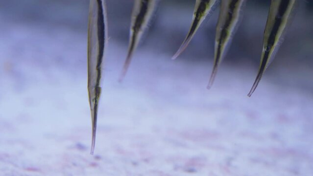 Razorfish (Aeoliscus strigatus) shoal searching food on sandy seabed