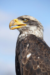 Portrait of a Bald Eagle with the translucent eyelid over its eye
