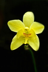 The yellow orchid beautiful flowers on a black background.    