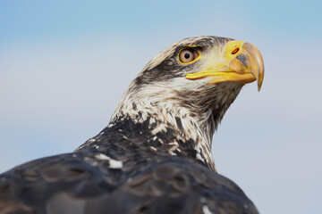 A portrait of a Bald Eagle against a blue sky
