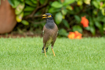 Beautiful common myna or Indian myna (Acridotheres tristis) walking in green grass