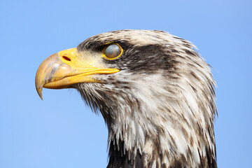 Portrait of a Bald Eagle with the translucent eyelid over its eye
