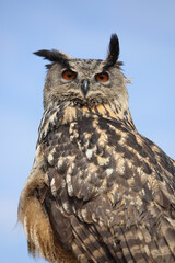 A portrait of an Eurasian Eagle Owl against a blue sky
