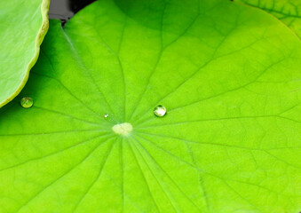    A close-up of water droplets on a green lotus leaf