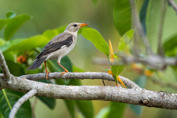 Close-up of red-billed starling (Spodiopsar sericeus) sitting on a branch
