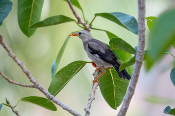 Close-up of red-billed starling (Spodiopsar sericeus) sitting on a branch