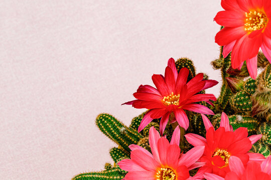 Chamaecereus silvestrii Cactus green plant with Pink red cactus flowers, close up. Bright red Echinopsis chamaecereus bloom. Lobivia silvestrii Cactus magenta flower