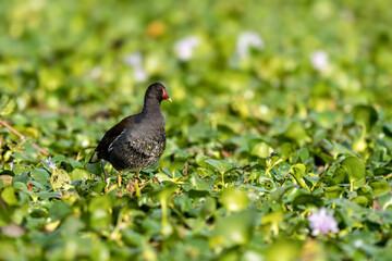 Close-up of a sitting / standing common moorhen with green backgorund