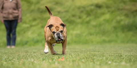 Fun and enjoy sport training with a Continental bulldog. Owner and dog in the park while working