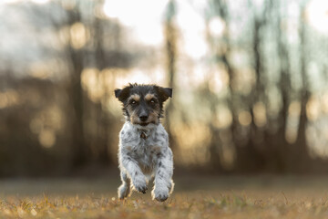 Small cute Jack Russell Terrier dog running frontal a meadow in early spring