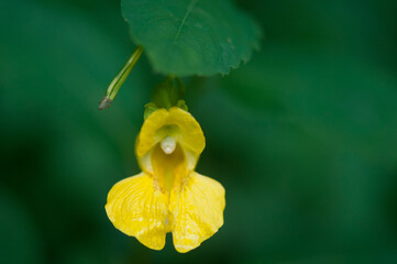 Spotted jewelweed growing in New York